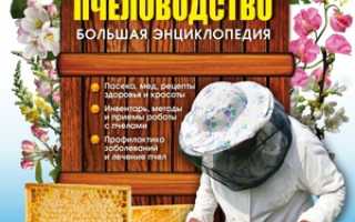 Пчеловодство для начинающих: советы и рекомендации