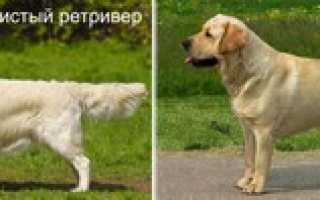 Сравнение золотистого ретривера и лабрадора, в чём разница