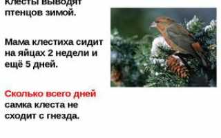 Какие птицы в природе выводят птенцов зимой и почему