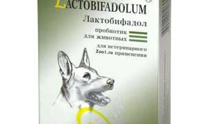Особенности применения Лактобифадола для собак