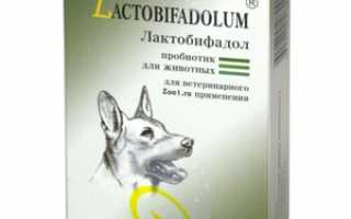 Особенности применения Лактобифадола для собак
