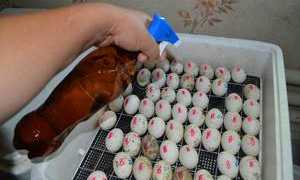 Правильная инкубация гусиных яиц