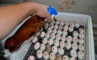 Правильная инкубация гусиных яиц