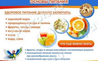 Чем кормить попугая: советы для птицеводов
