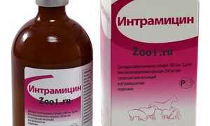 Основные антибиотики широкого спектра действия для кошек