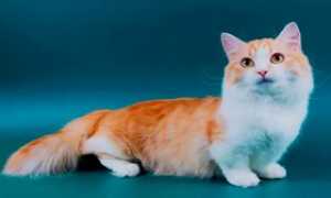 Милейшие кошки с короткими лапами – манчкин
