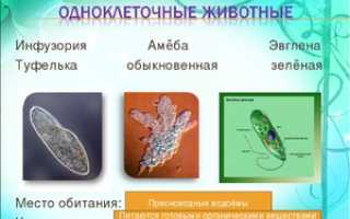Места обитания простейших одноклеточных организмов