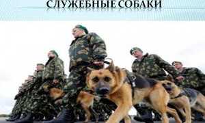 Какие служебные собаки существуют? Породы и их особенности
