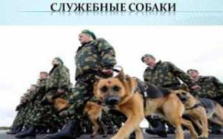 Какие служебные собаки существуют? Породы и их особенности