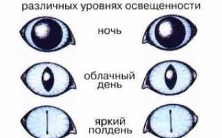 Всё о кошках: чем хороши кошки и коты