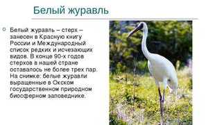 Какие животные входят в Красную книгу Урала