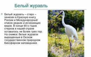 Какие животные входят в Красную книгу Урала