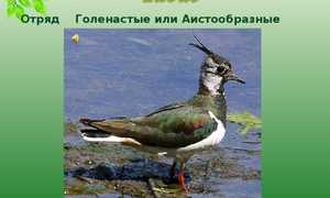 Характеристика птицы чибиса, пигалицы