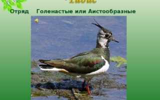 Характеристика птицы чибиса, пигалицы
