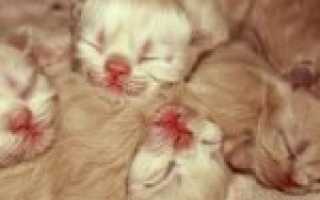 У котенка не открываются глаза: основные причины и что можно сделать