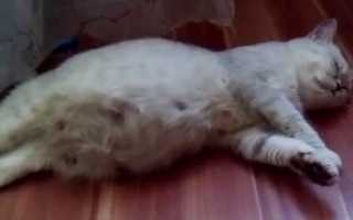 Как проходит беременность у кошки по неделям