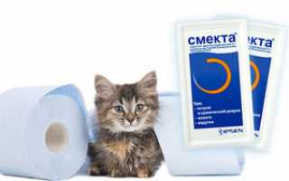 Понос у котёнка: рекомендации по уходу и лечению