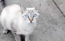 Охос Азулес (Ojos azules)