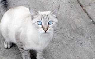 Охос Азулес (Ojos azules)