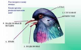 Строение нервной и выделительной систем птиц. Органы чувств