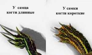 Как определить пол красноухой и сухопутной черепахи?
