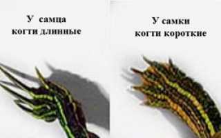 Как определить пол красноухой и сухопутной черепахи?