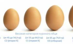 Вес куриного яйца, сколько оно весит грамм без скорлупы