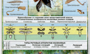 Сколько пар ног у класса насекомых