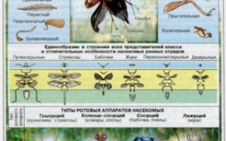 Сколько пар ног у класса насекомых