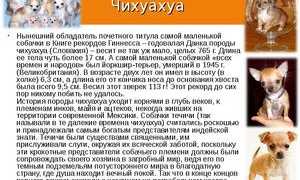 Особенности характера чихуахуа