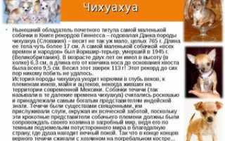 Особенности характера чихуахуа