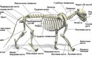 Анатомия и особенности строения скелета кошки, роль в работе органов