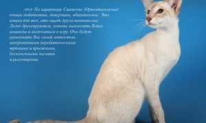 Сиамская кошка: особенности породы и характера