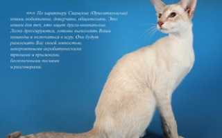 Сиамская кошка: особенности породы и характера