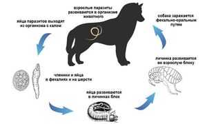 Признаки, указывающие на заражение собаки глистами