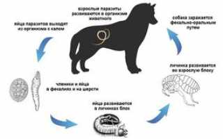 Признаки, указывающие на заражение собаки глистами