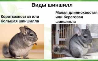 Шиншиллы в природе: образ жизни, среда обитания, отличия от домашних шиншилл
