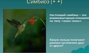 Примеры и описание симбиоза в живой природе