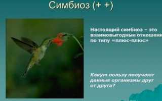 Примеры и описание симбиоза в живой природе