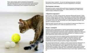 Как дрессировать кошку в домашних условиях
