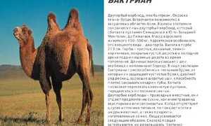 Двугорбые верблюды, их название, сколько они весят