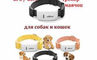 Ошейник для собак с gps — навигатор и трекер для собаки