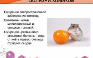 Распространённые болезни джунгарских хомяков