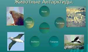 Уникальный животный мир в Антарктиде