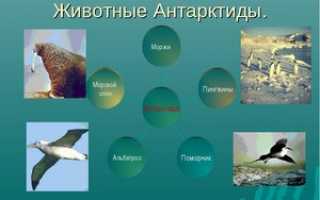 Уникальный животный мир в Антарктиде