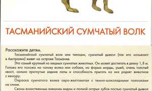 Сумчатый волк: история и описание тасманийского тигра