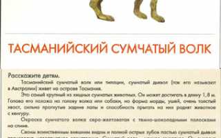 Сумчатый волк: история и описание тасманийского тигра