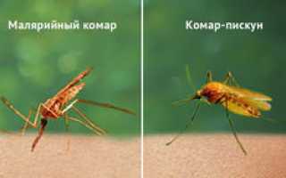 Сколько живёт комар обыкновенный