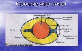 Описание и характеристика строения яйца птицы
