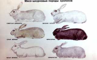 Породы кроликов, с фотографиями и названиями